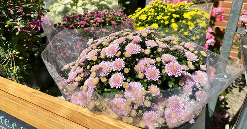 Outdoor Plants