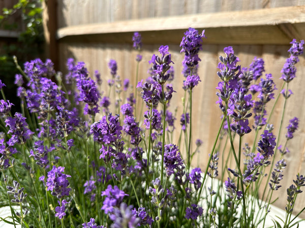 Lavender Plants