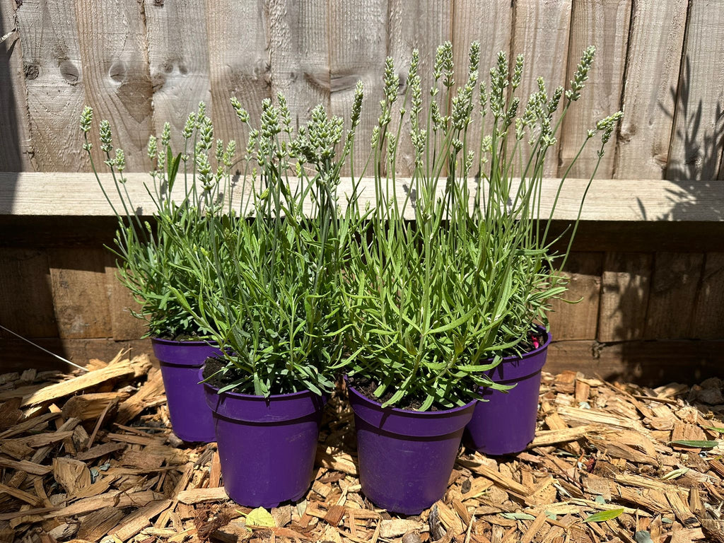 Lavender Hidcote Alba - White Lavendula Angustifolia (1L)
