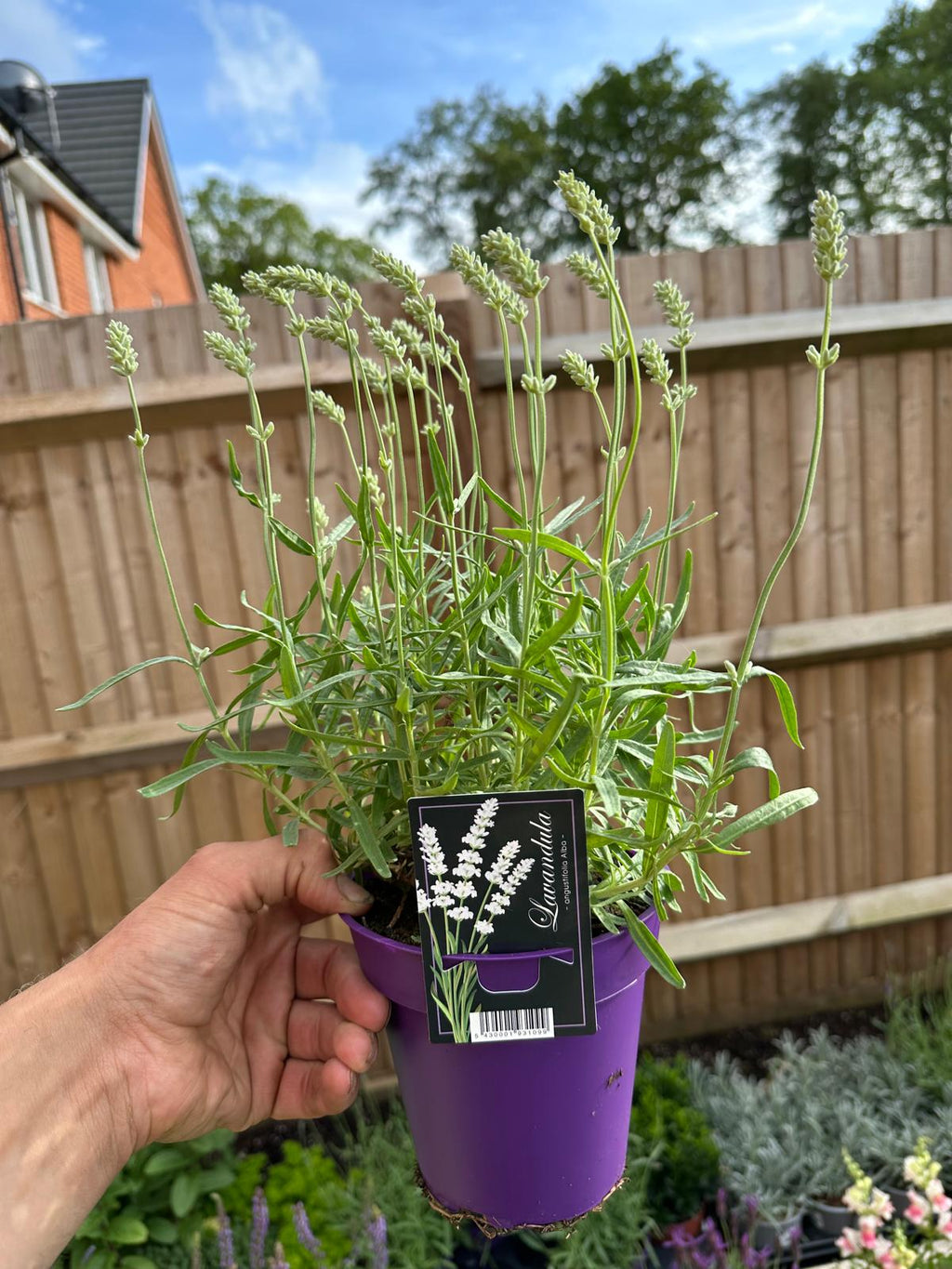 Lavender Hidcote Alba - White Lavendula Angustifolia (1L)