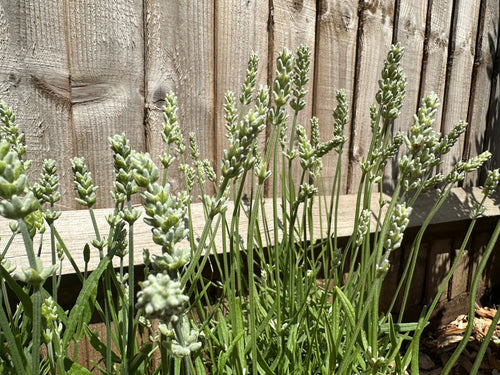 Lavender Hidcote Alba - White Lavendula Angustifolia (1L)