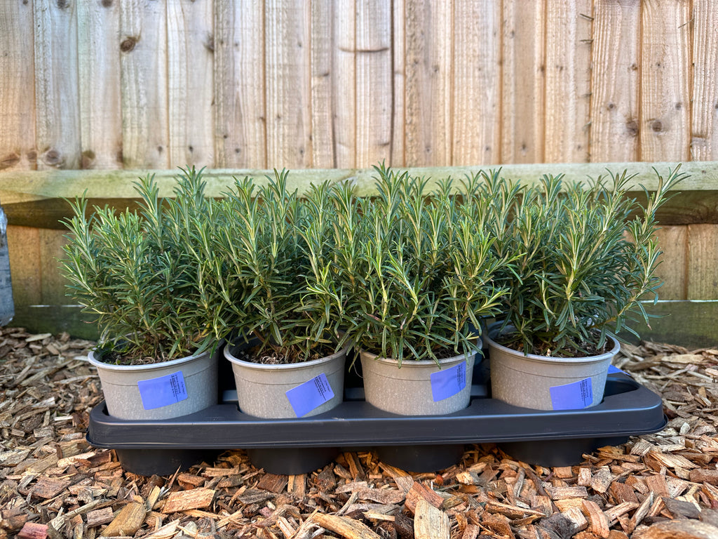 Rosemary 'Salvia Rosmarinus' (1L)