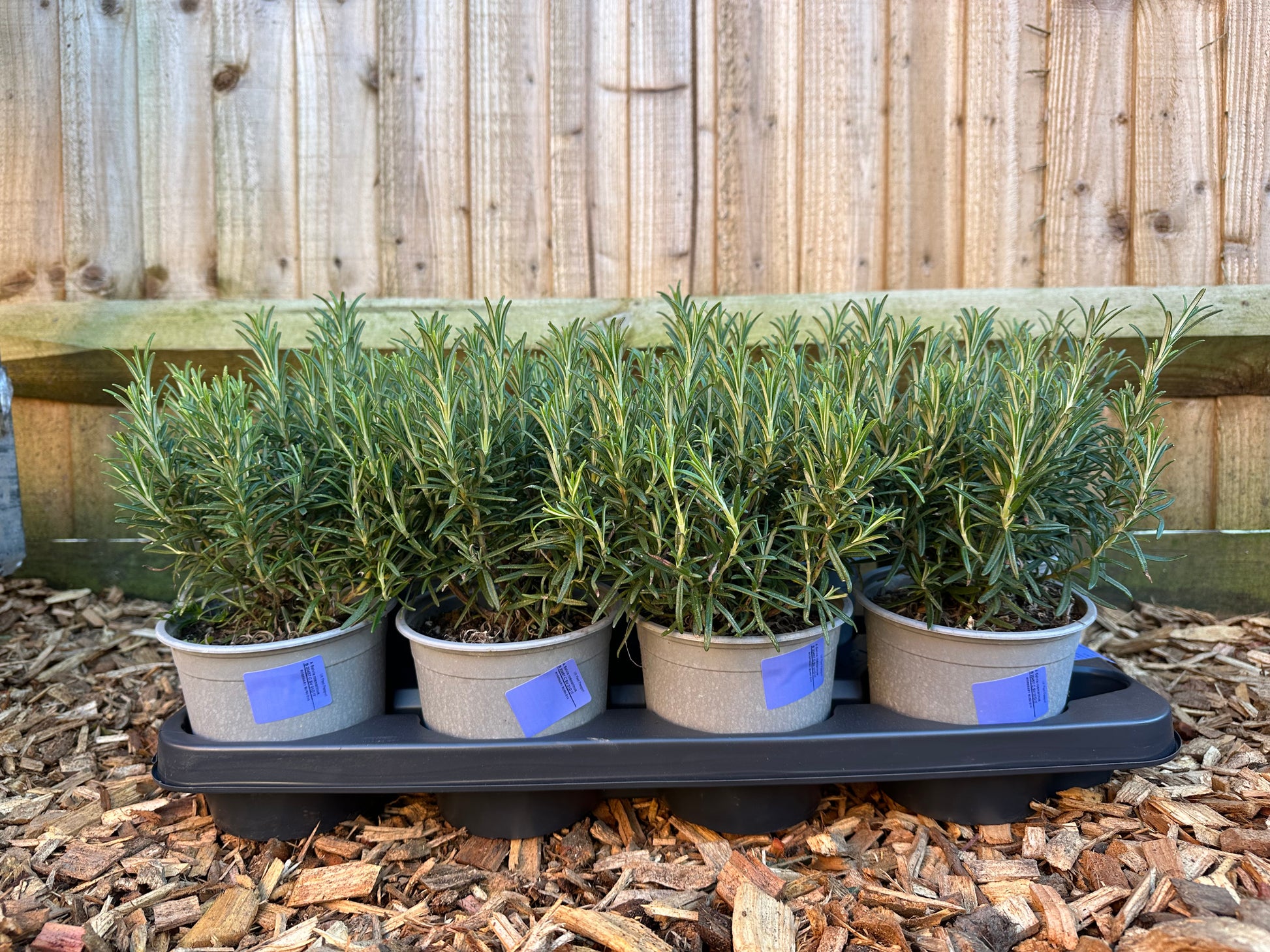 Rosemary 'Salvia Rosmarinus' (1L)