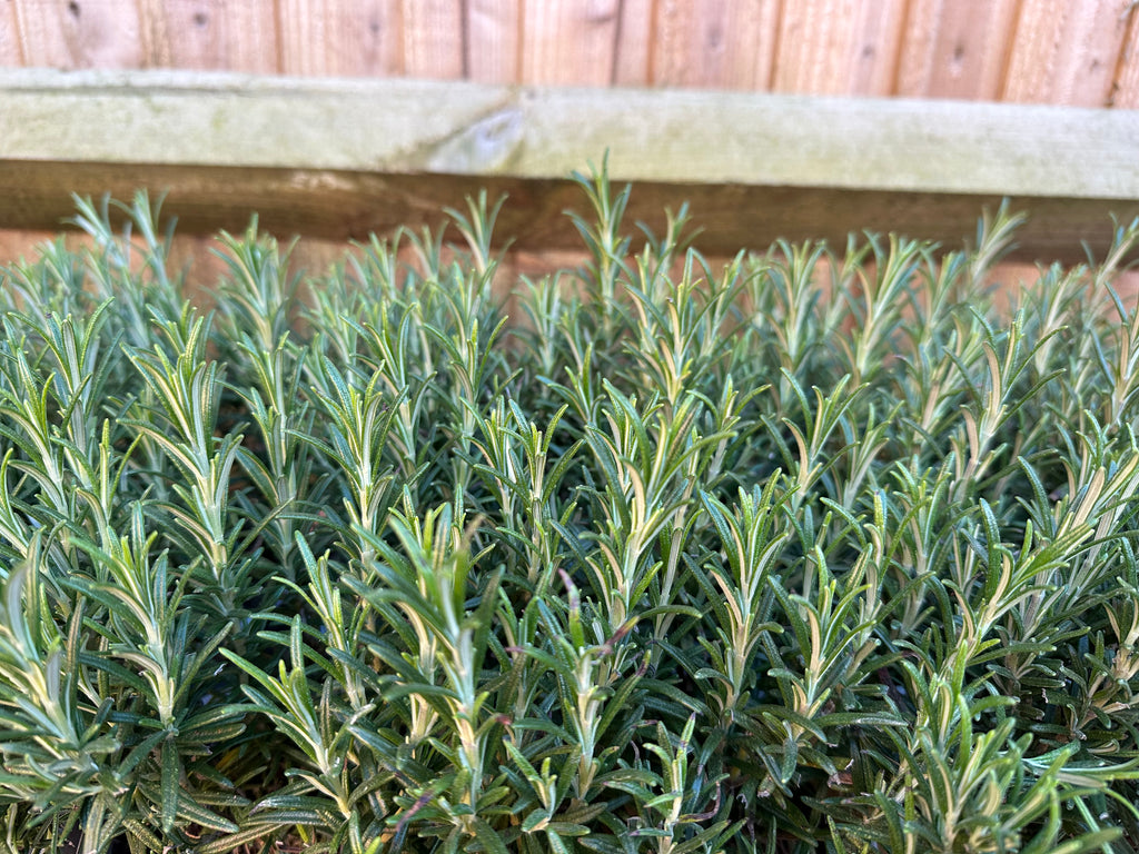 Rosemary 'Salvia Rosmarinus' (1L)