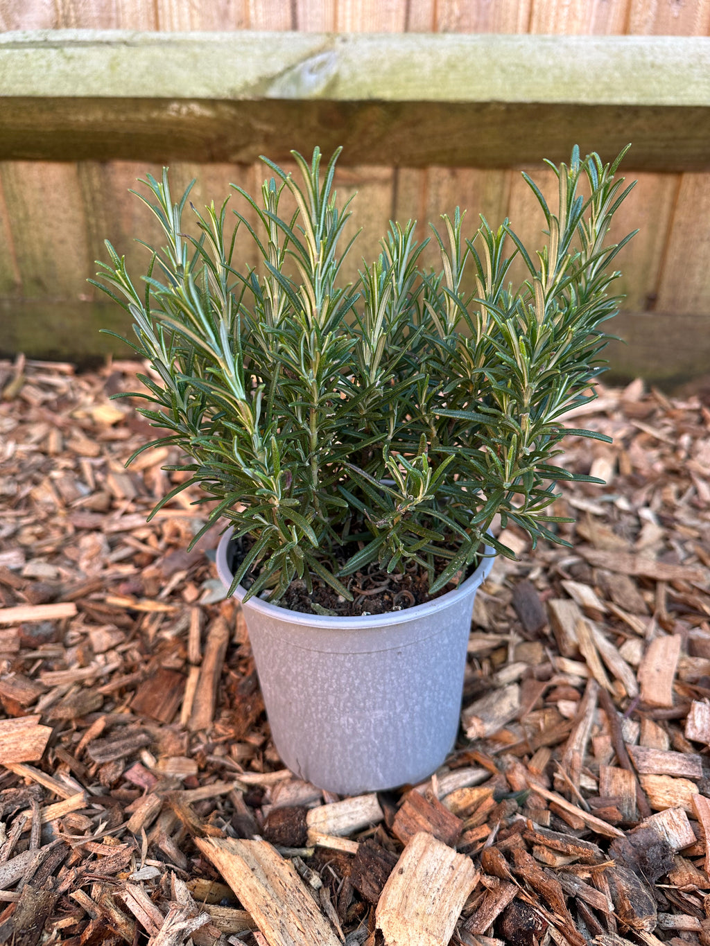 Rosemary 'Salvia Rosmarinus' (1L)