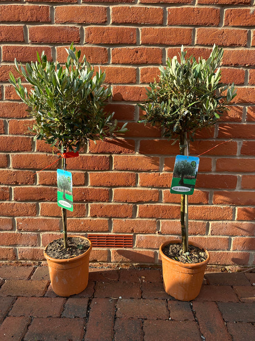 Olive Tree | 80cm - 100cm 5L Pot