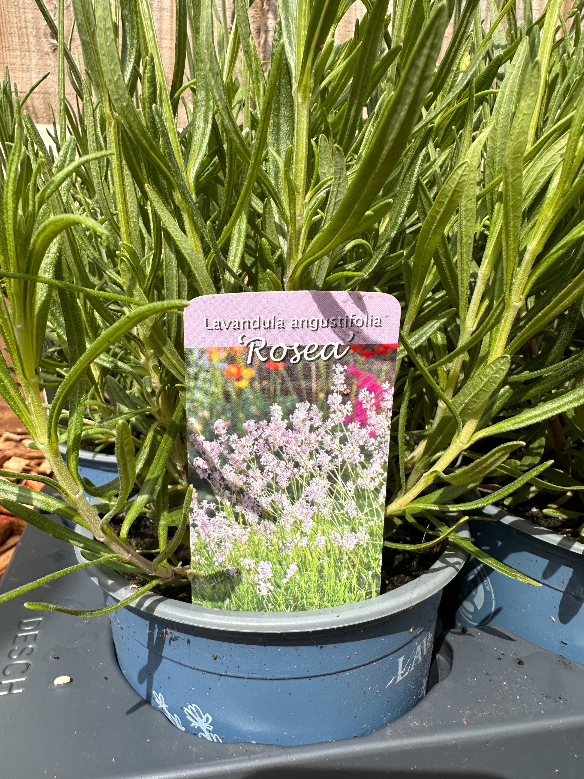 lavender rosea plants Lavendula Angustifolia Rosea ~ Pink Lavender (1L) – The Forest Belle