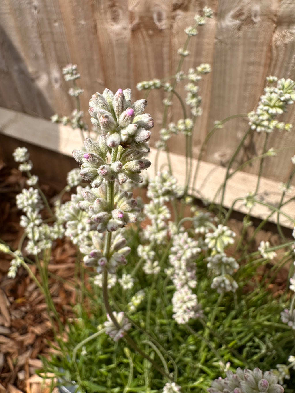 Lavendula Angustifolia Rosea ~ Pink Lavender (1L)