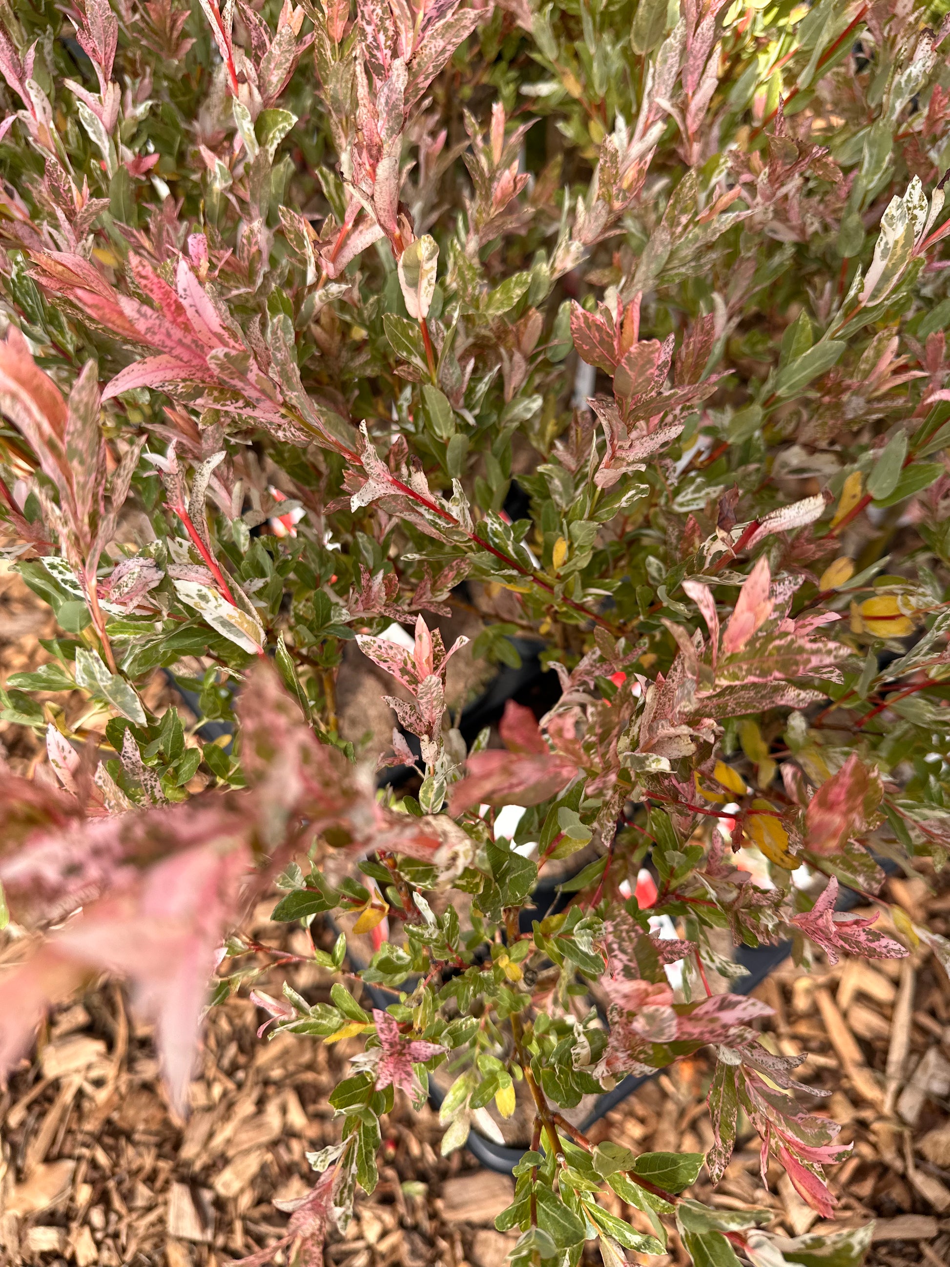 Salix Integra 'Flamingo' Tree 'Hakuro Nishiki'