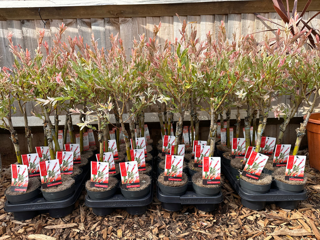 Salix Integra 'Flamingo' Tree 'Hakuro Nishiki'
