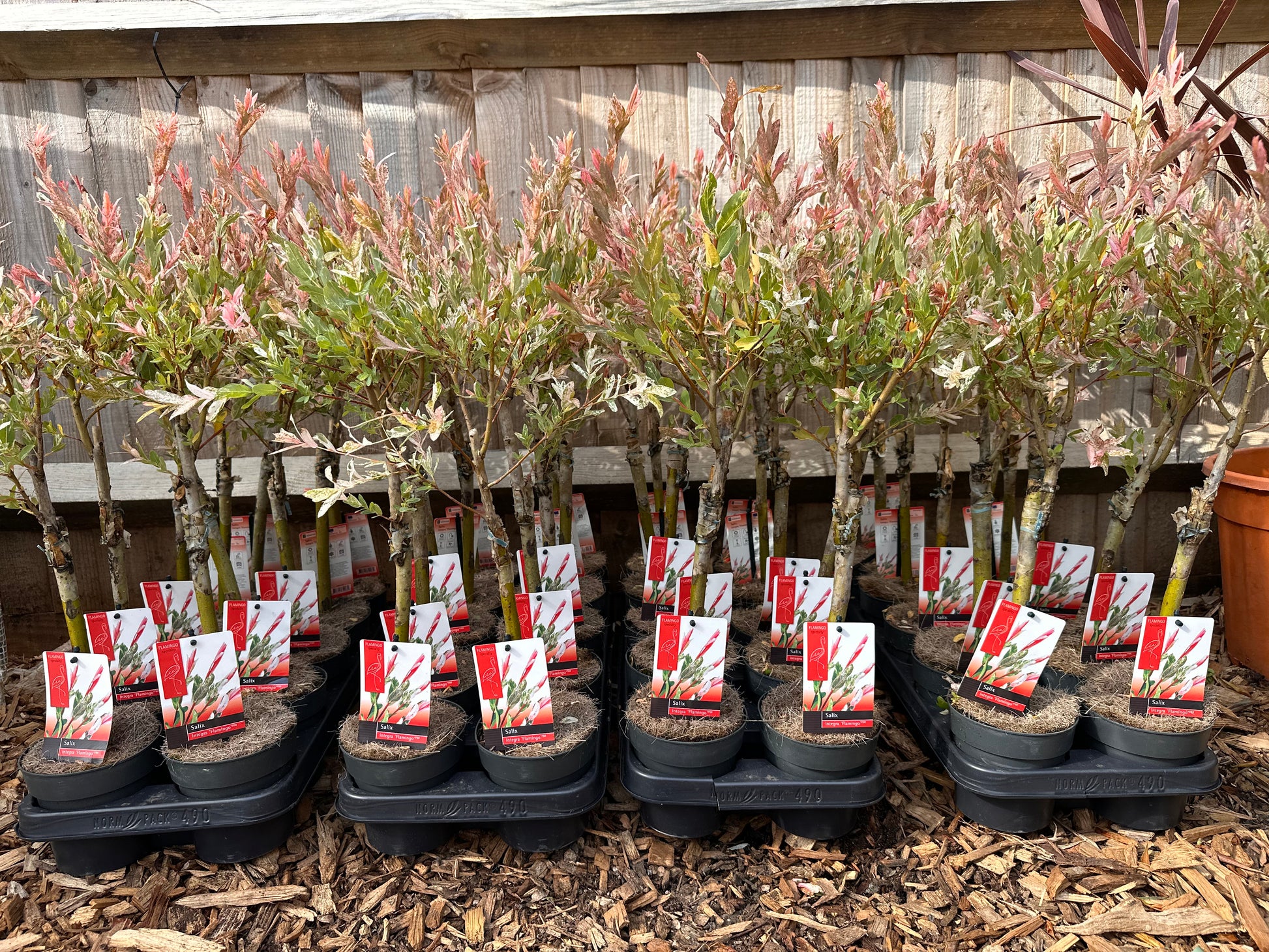 Salix Integra 'Flamingo' Tree 'Hakuro Nishiki'