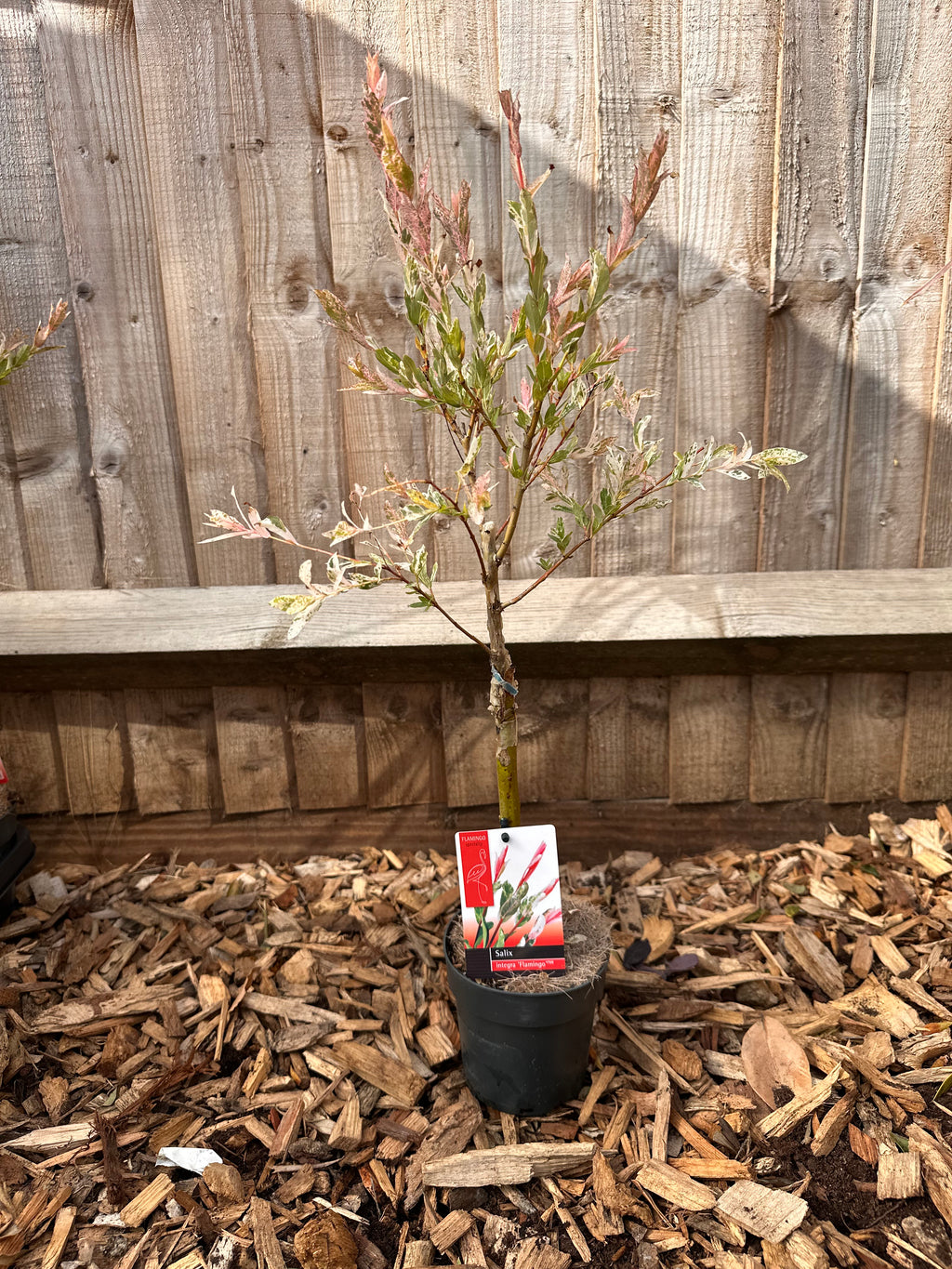 Salix Integra 'Flamingo' Tree 'Hakuro Nishiki'