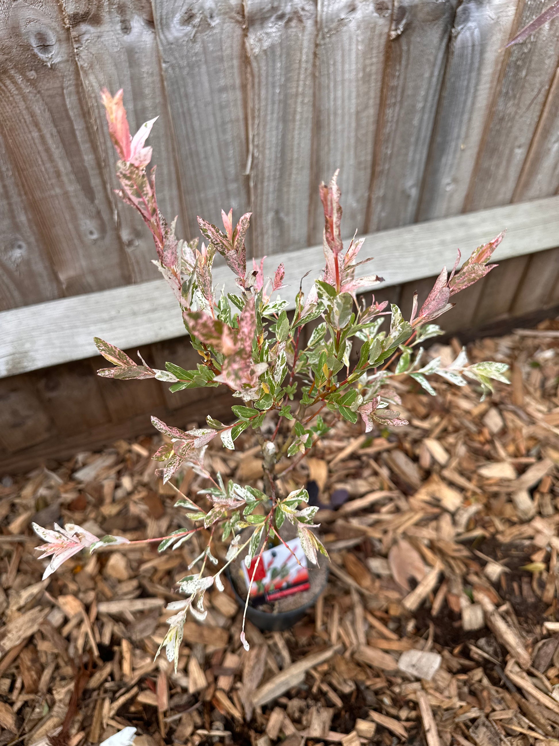 Salix Integra 'Flamingo' Tree 'Hakuro Nishiki'
