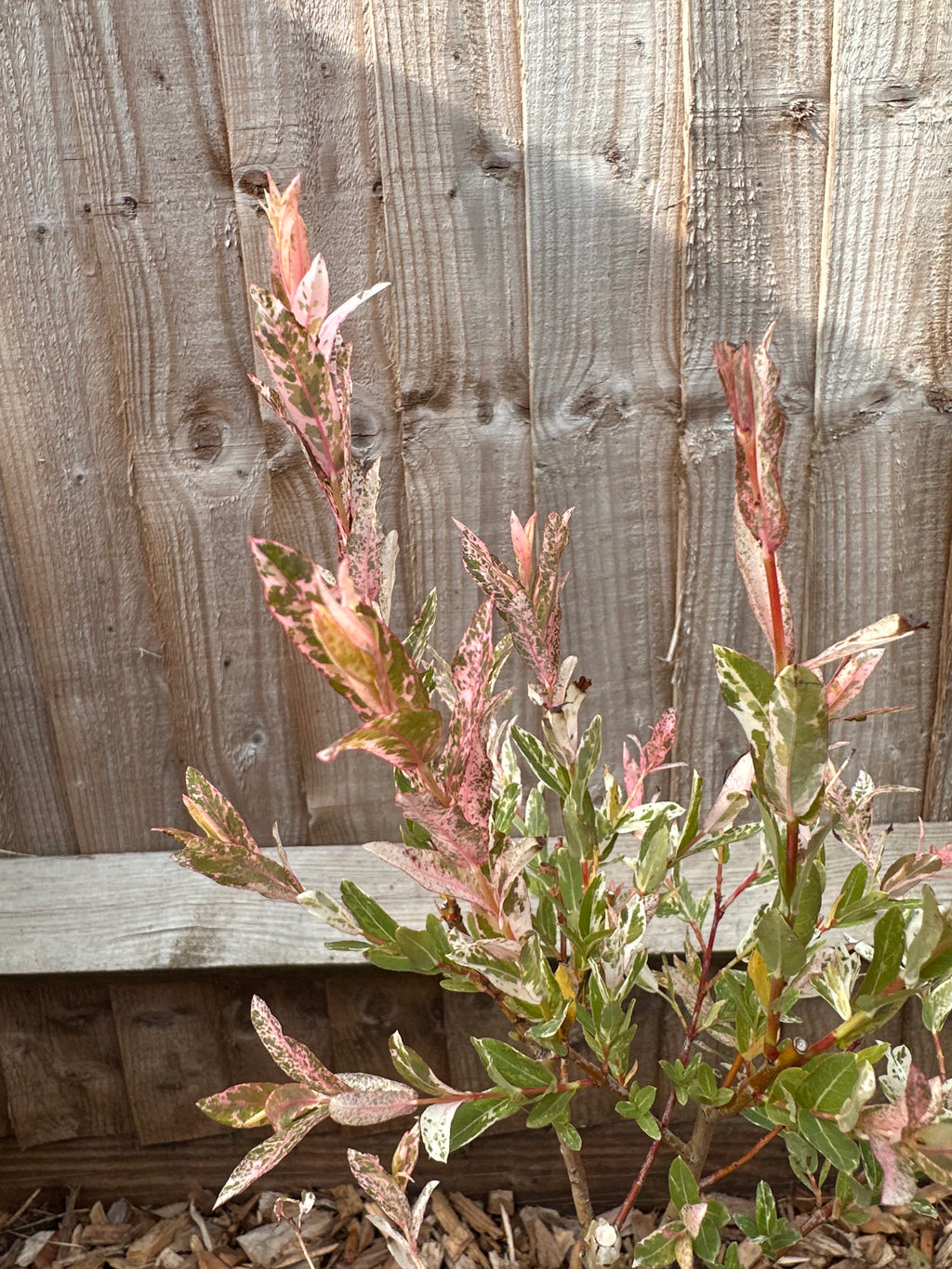 Salix Integra 'Flamingo' Tree 'Hakuro Nishiki'