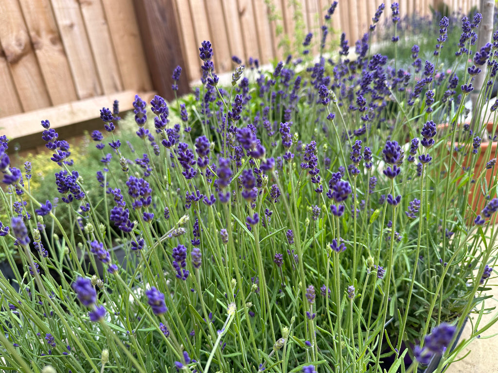 Lavendula Angustifolia 'Hidcote' (1L)