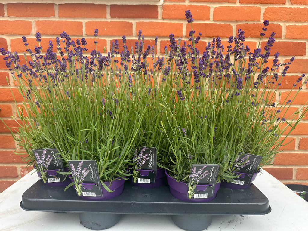 Lavendula Angustifolia 'Hidcote' (1L)
