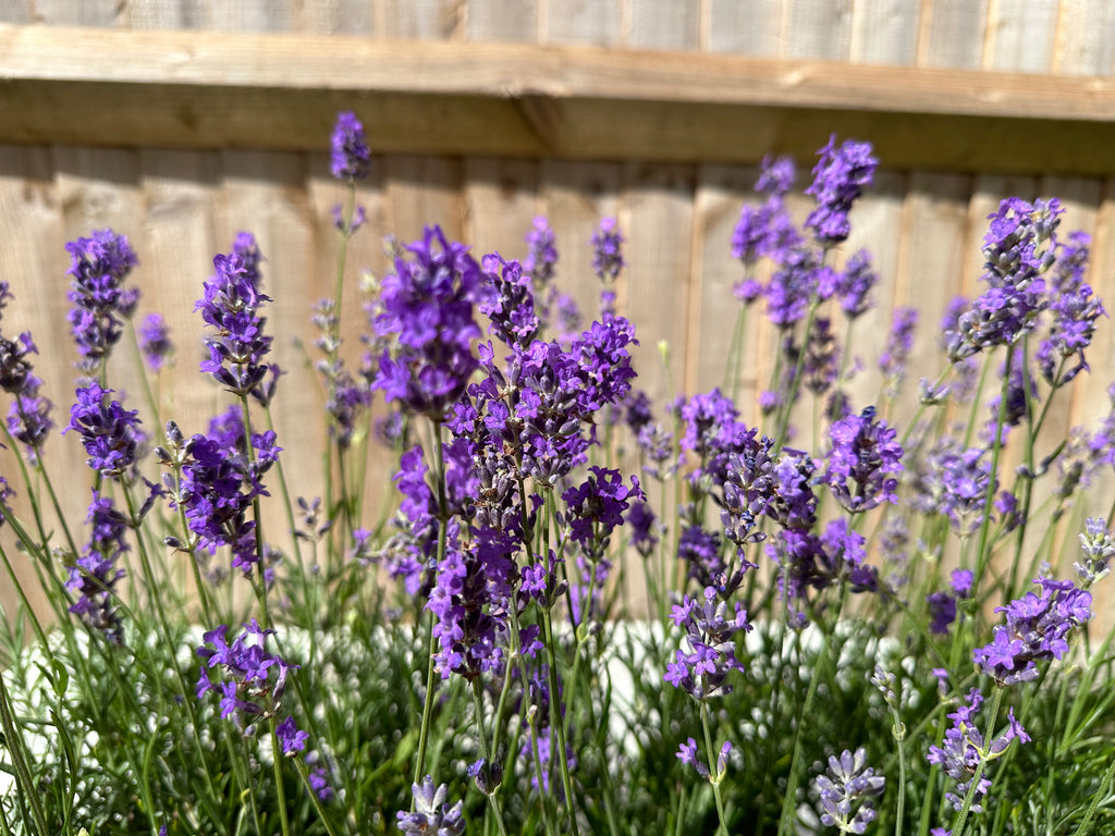 Lavendula Angustifolia 'Hidcote' (1L)