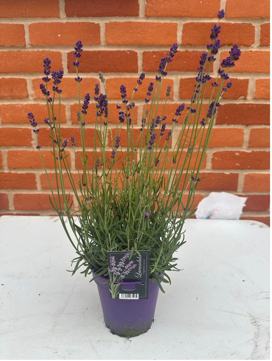 Lavendula Angustifolia 'Hidcote' (1L)
