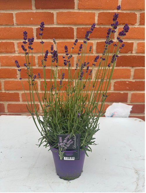 Lavendula Angustifolia 'Hidcote' (1L)