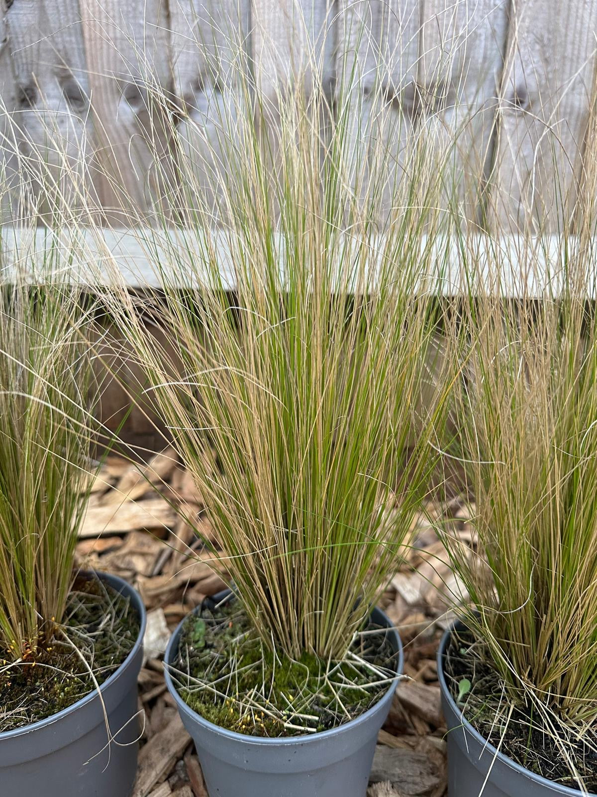 Stipa Tenuissima Pony Tails | Angel Hair (1L)