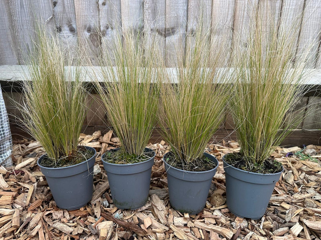 Stipa Tenuissima Pony Tails | Angel Hair (1L)