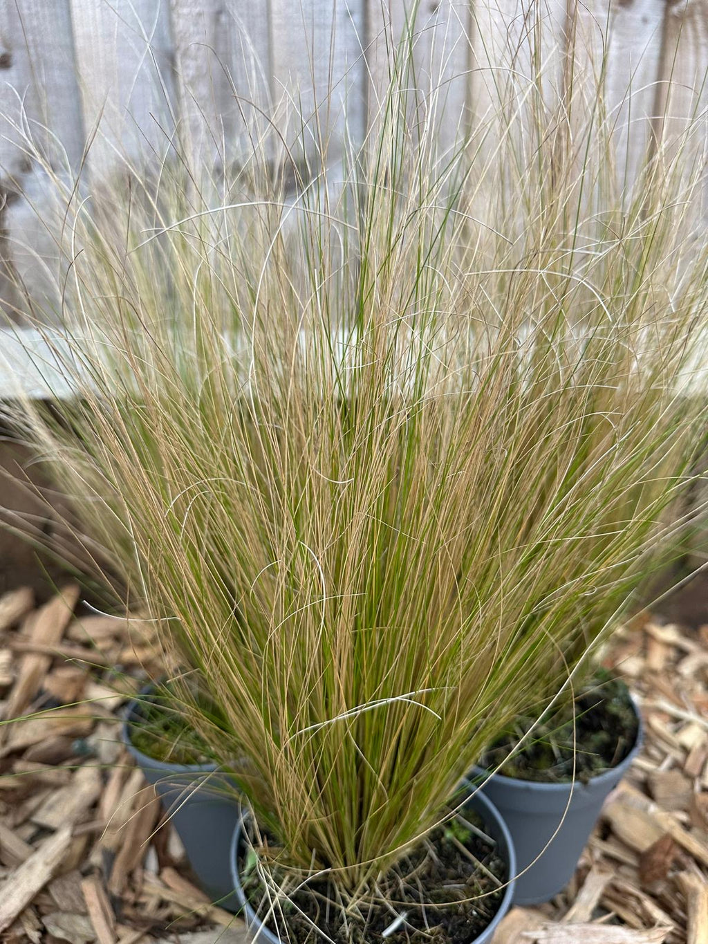 Stipa Tenuissima Pony Tails | Angel Hair (1L)