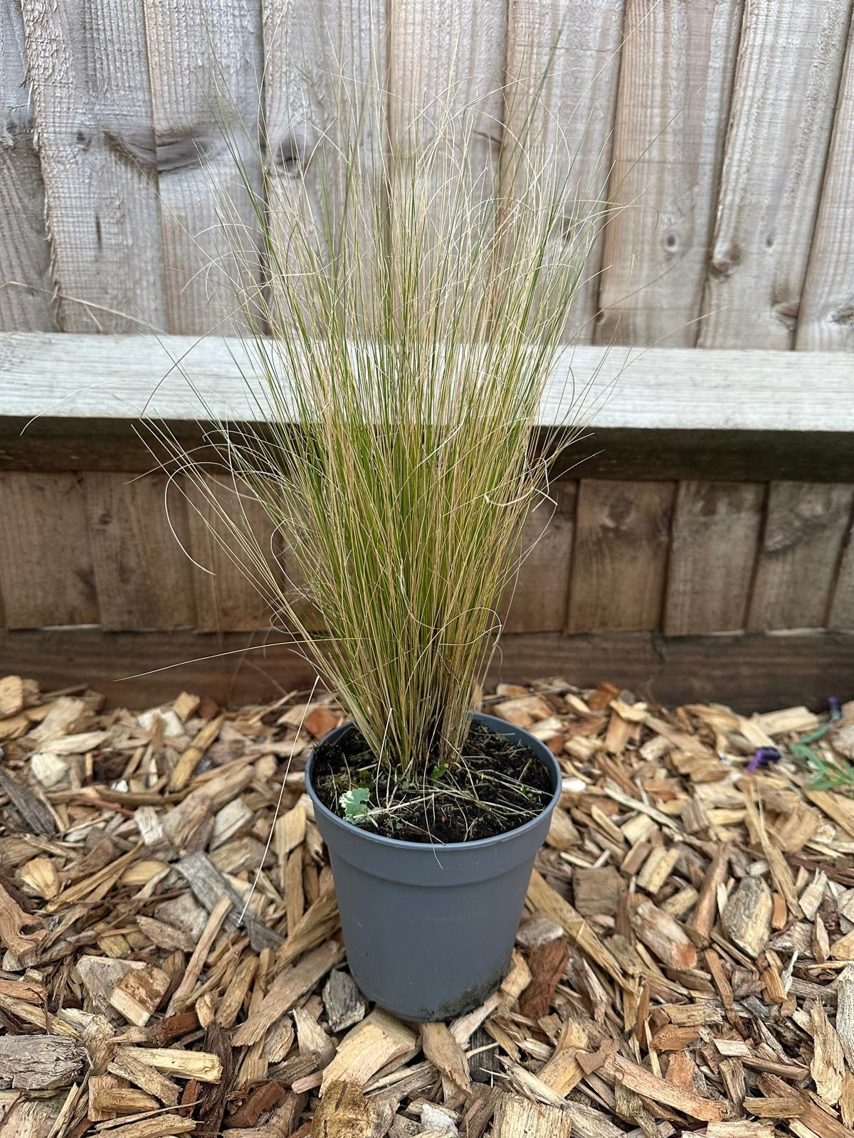 Stipa Tenuissima Pony Tails | Angel Hair (1L)