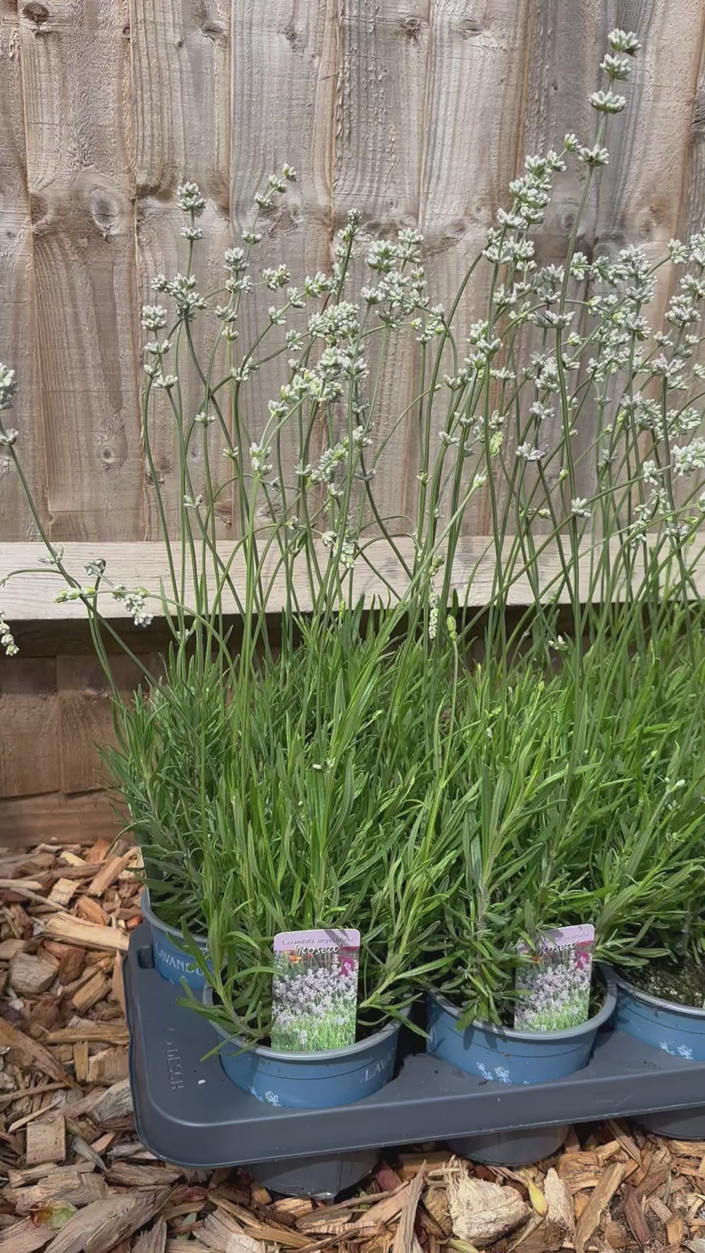 Lavendula Angustifolia Rosea ~ Pink Lavender (1L)